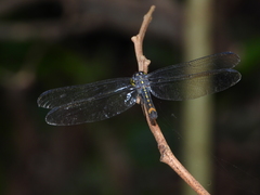 Agrionoptera sexlineata
