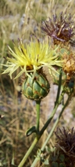 Centaurea rupestris