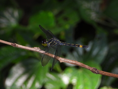Agrionoptera sexlineata