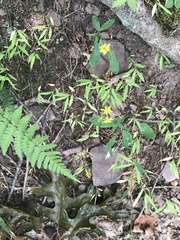 Hieracium paniculatum