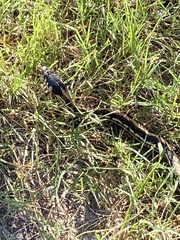 Thamnophis cyrtopsis