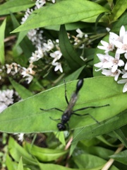 Eremnophila aureonotata