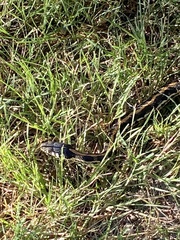 Thamnophis cyrtopsis