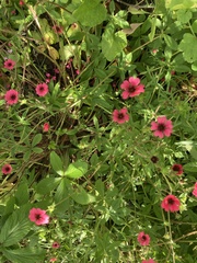 Potentilla thurberi