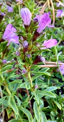 Satureja subspicata