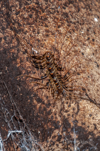 Thereuopoda longicornis