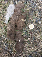 Canis lupus italicus