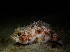Mushroom Scorpionfish photo 1