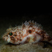 Mushroom Scorpionfish - Photo (c) caymanmatt, some rights reserved (CC BY-NC), uploaded by caymanmatt