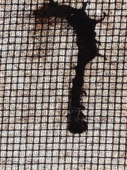 Lymantria dispar dispar