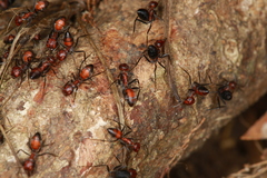 Colobopsis explodens