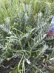 Salix humilis tristis