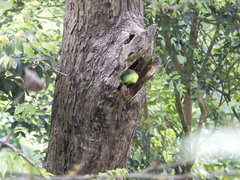 Forpus passerinus