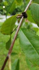 Limenitis arthemis astyanax