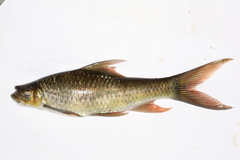 Labeoninae