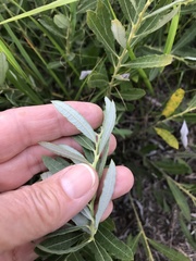 Salix humilis tristis