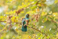 Chrysococcyx maculatus