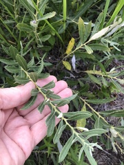 Salix humilis tristis