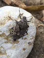 Podisus serieventris