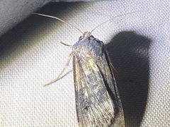 Agrotis ipsilon