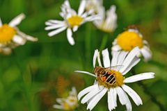 Eristalis arbustorum