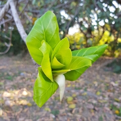 Ficus lutea