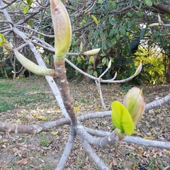 Ficus lutea