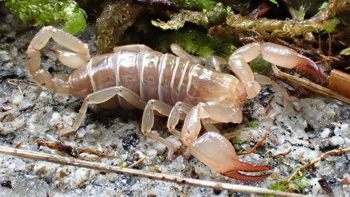 Scorpion aveugle