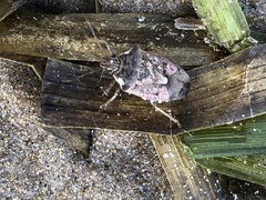 Podisus serieventris