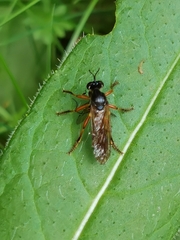 Dioctria cothurnata