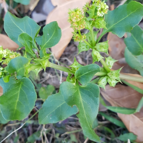 Image of Rumex hypogaeus by (c) Margaret Burger, some rights reserved (CC BY-SA)