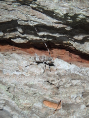 Acanthocinus griseus