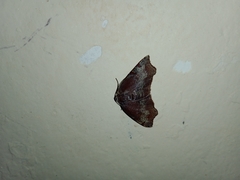 Achrosis rondelaria
