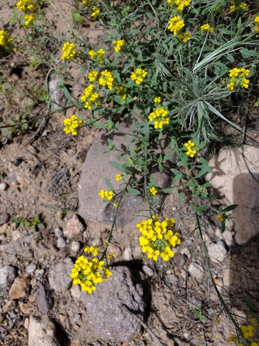 Goodding's bladderpod (Lesquerella gooddingii)