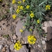 Goodding's Bladderpod - Photo (c) jennmarie, some rights reserved (CC BY-NC), uploaded by jennmarie