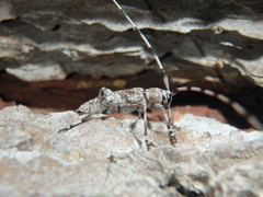 Acanthocinus griseus