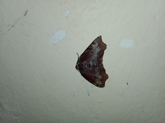 Achrosis rondelaria