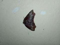 Achrosis rondelaria