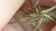 Odiellus troguloides