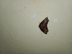 Achrosis rondelaria