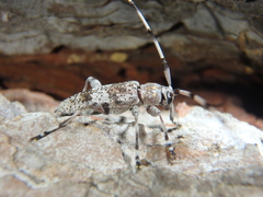 Acanthocinus griseus