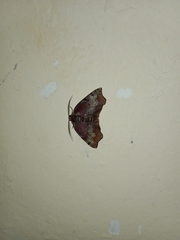 Achrosis rondelaria