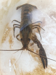 Procambarus spiculifer