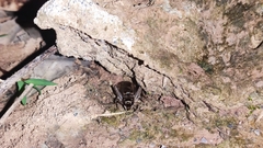 Velarifictorus aspersus