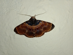 Diomea lignicolora