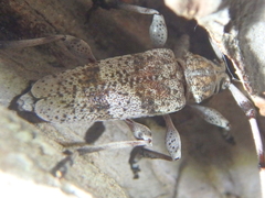 Acanthocinus griseus