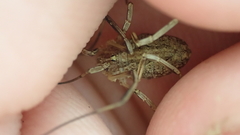 Odiellus troguloides