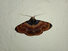 Diomea lignicolora