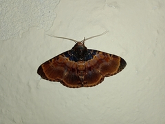 Diomea lignicolora