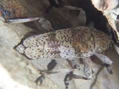 Acanthocinus griseus